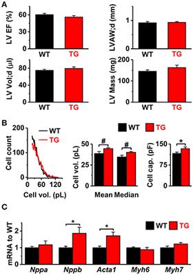 Vascular Endothelial Growth Factor-B Induces a Distinct Electrophysiological Phenotype in Mouse Heart